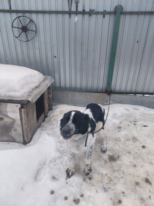 Алабай в добрые руки