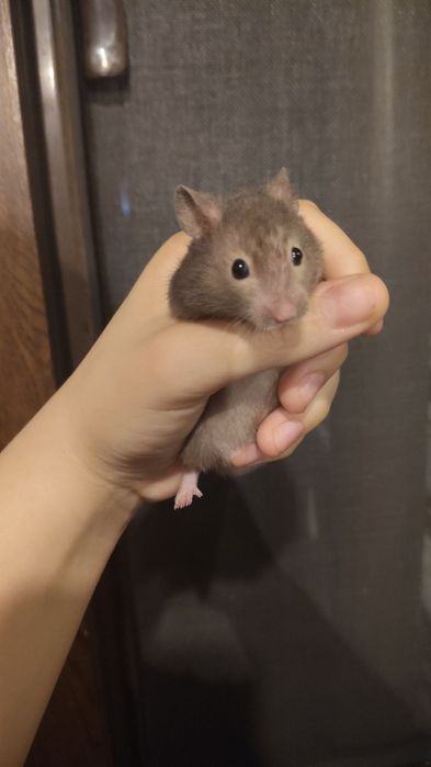 Hamster sirian de vanzare