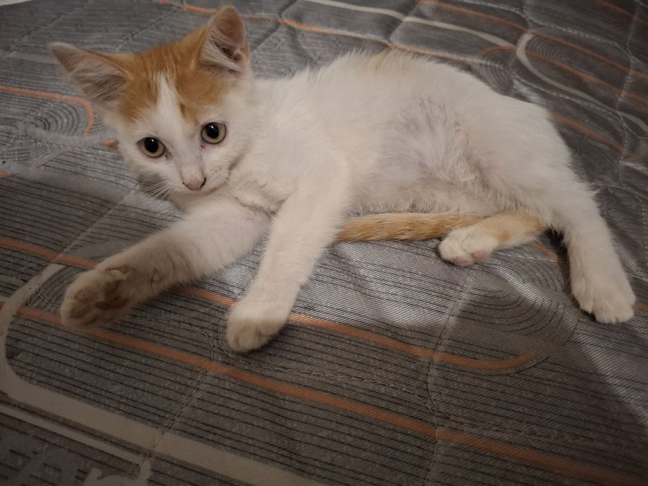 отдам котенка в добрые руки