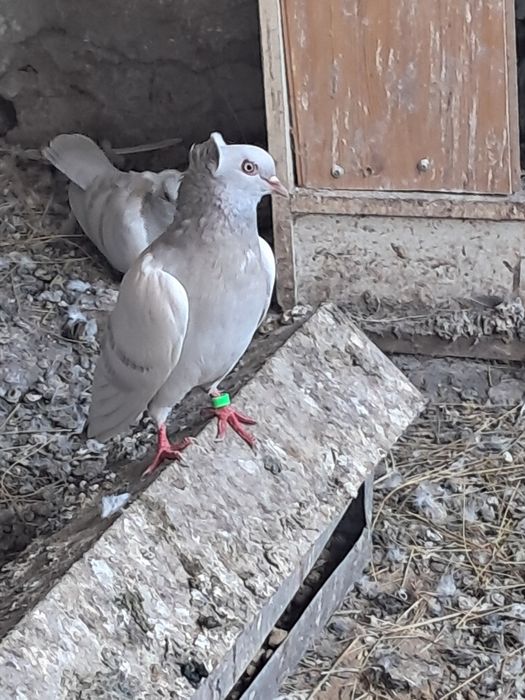 Продам молодеж двухчубых голубей