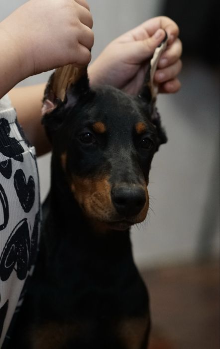 Щенок добермана