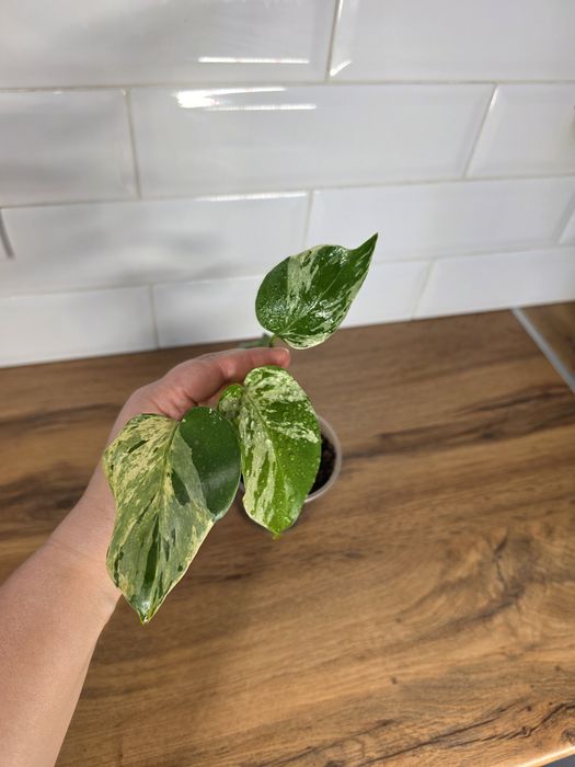 Монстера Бульбазавр (Monstera Bulbasaur)