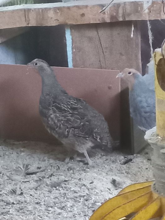 Серая куропатка.