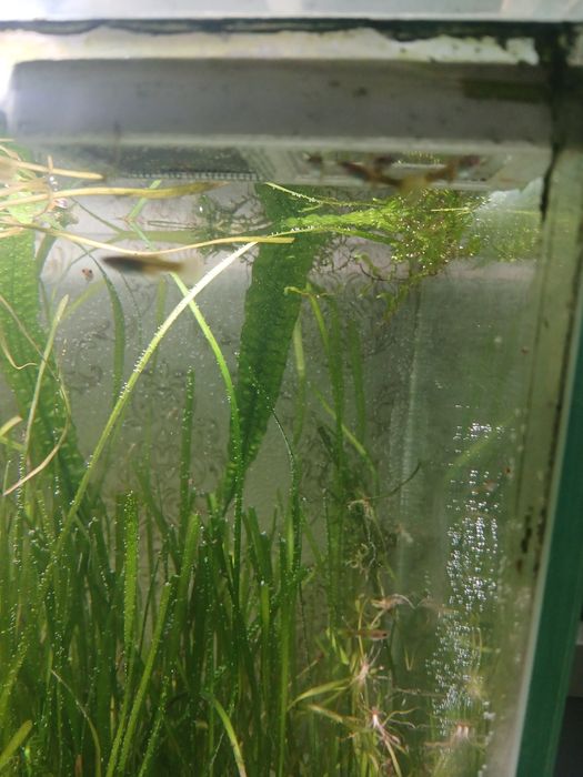 Продам подростков гуппия им 2 месяца