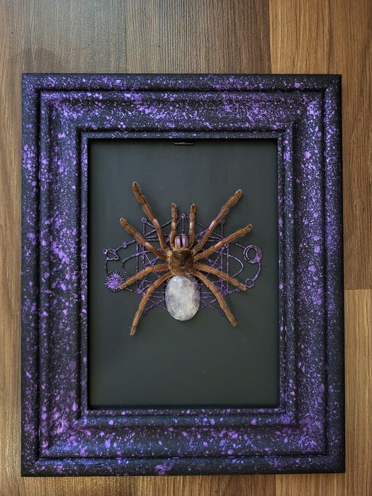 Vand tarantule vii și tablouri