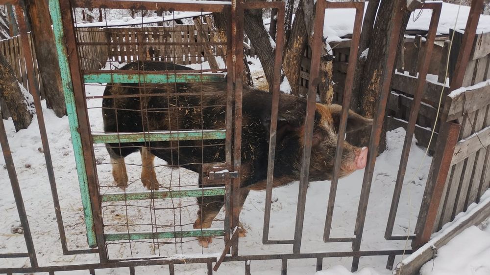 Продам кабана на племя