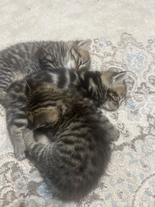 Котята скотиш страйт