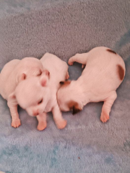 Крошки чихуахуа  щенки