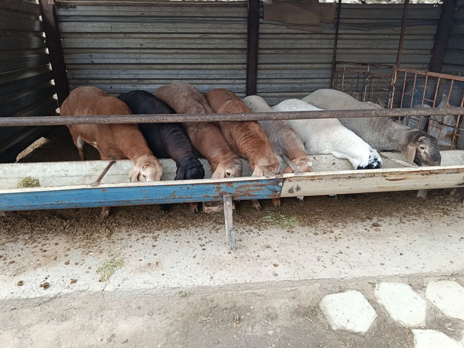 Арашан ва хисори куйлар сотилади