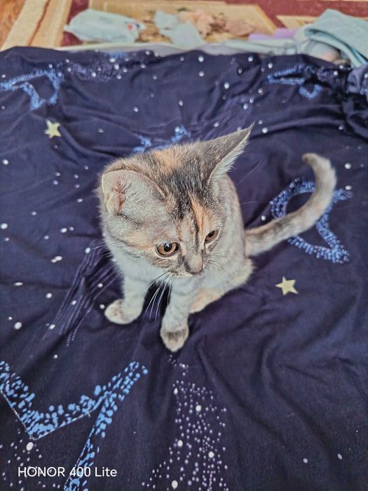 Котята отдам в хорошие руки