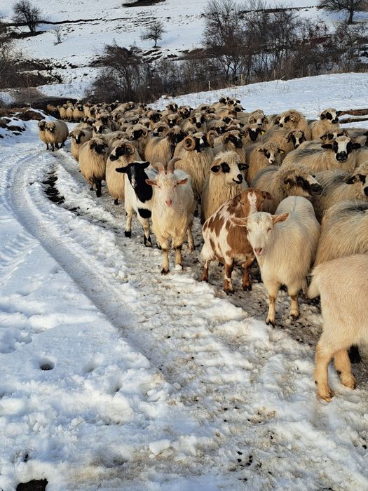 Vând capre sau schimb