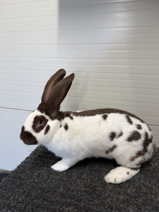 Urias pestrit german * fluture german havana