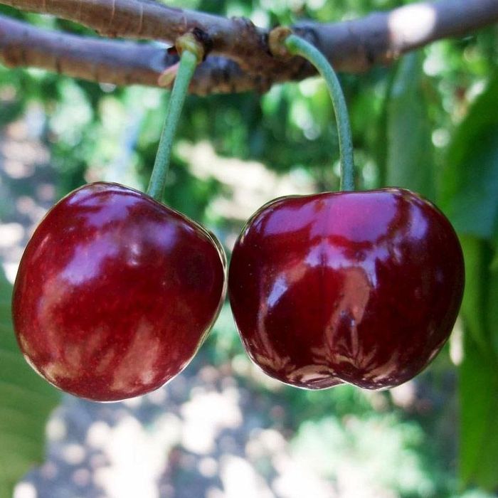 Котта дарахтлар.сотуви