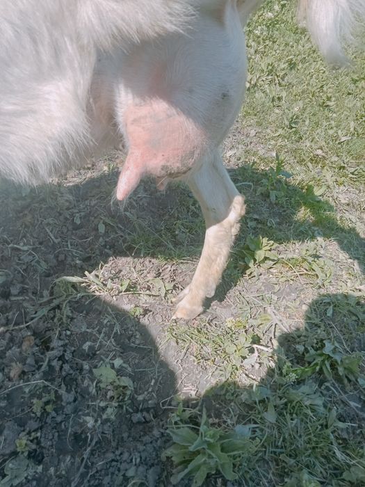 Vând capre boțești jud Vaslui ,rasă saanen