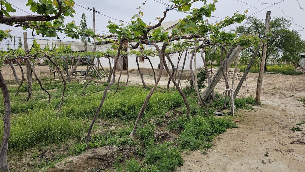 H I R M A N A S da er sotiladi