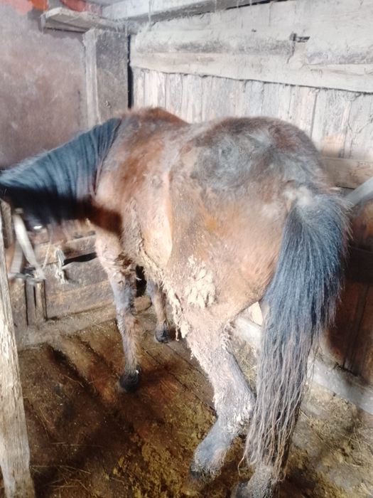 Обменяю на жерёбую.