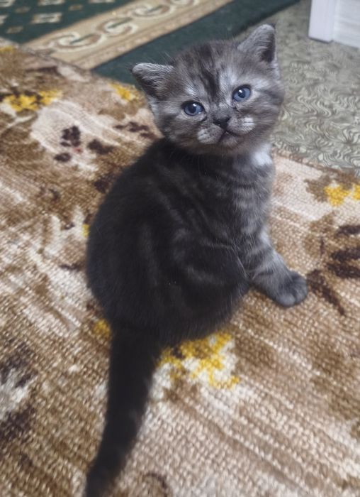 Котята скоттиш фолд