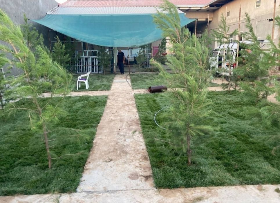 Gazon ekish tayyor ruloniviy.Urug'am bor 17000