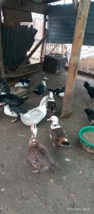 Продаю гусей и уток