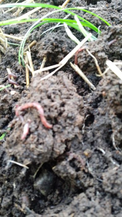 Аксия!!! Калифорния чувалчанги