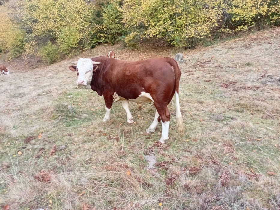 Vând taur cuminte