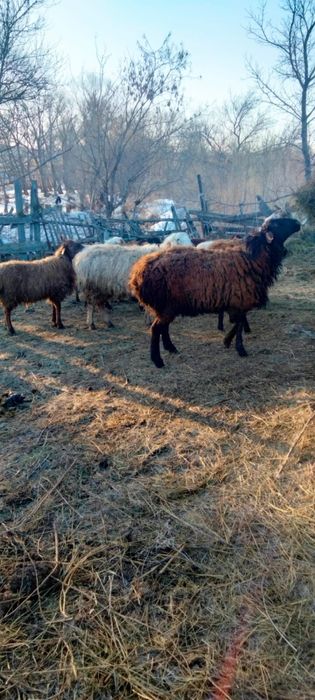 қошқар сатылады гйссар