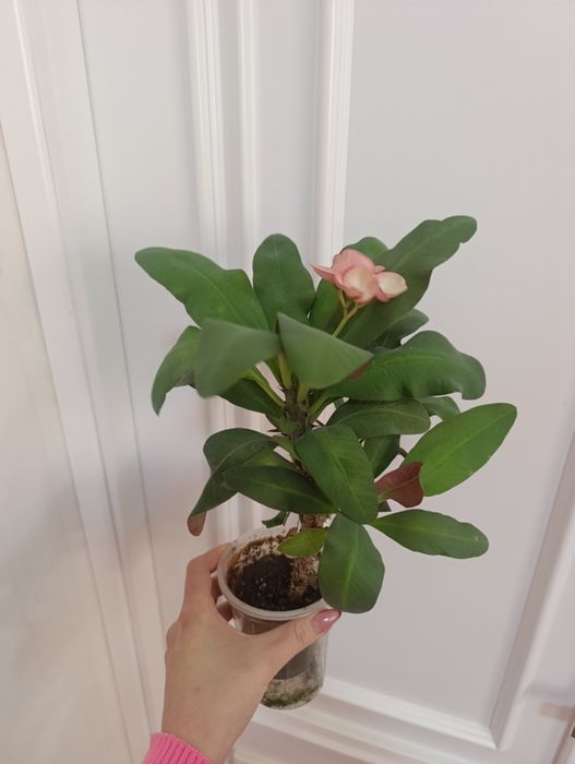 Продаётся Молочай