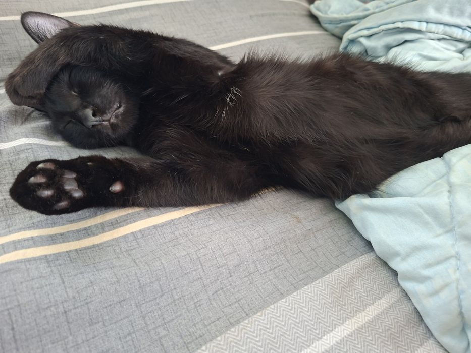 Mushuk hadya qilinadi 4oylik uy mushugi toza qo'lga o'rgangan ogil