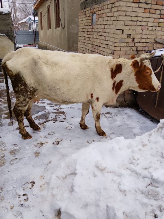 Продам        корову