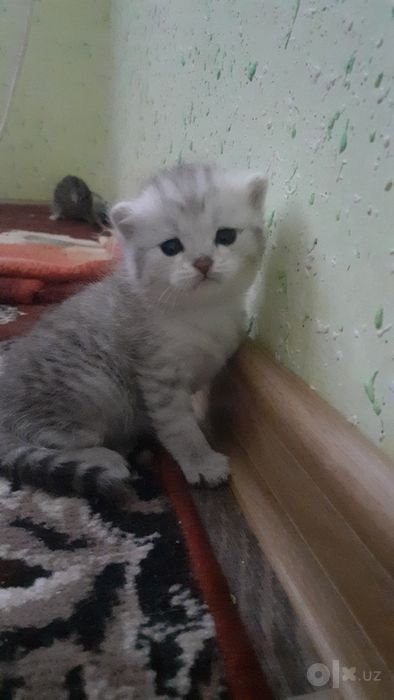 Parodni mushiklar sotiladi