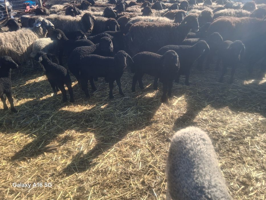 Miei si oi de vanzare