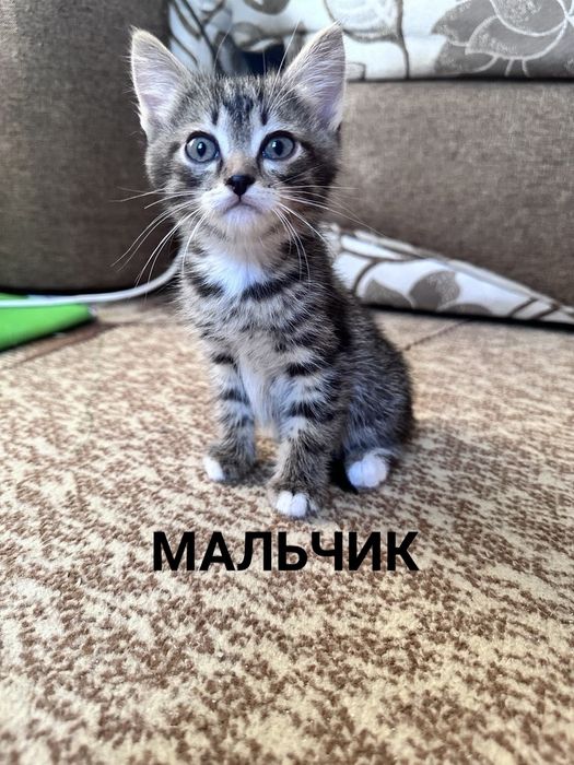 Отдам котят в добрые руки