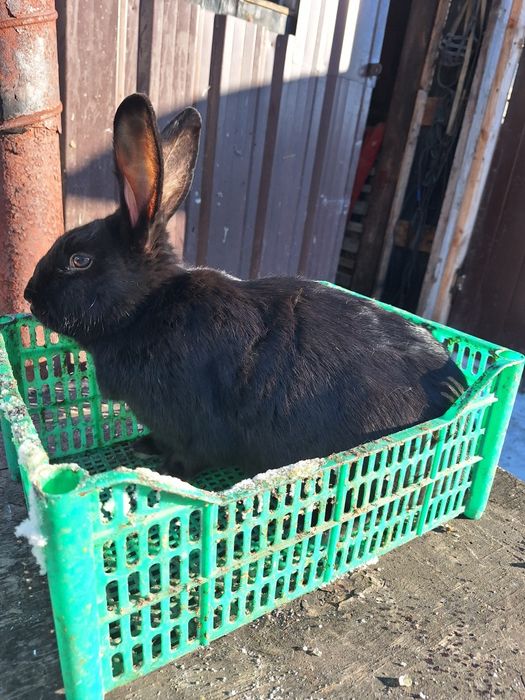 Продам молодых кролих