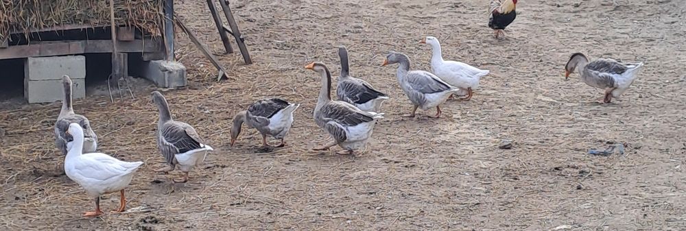 Gaste românești tinere