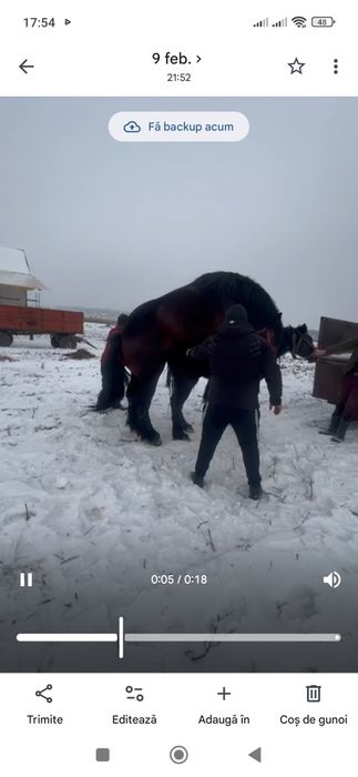 Vând sau schimb o iapă de 5 ani