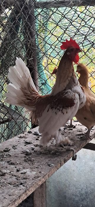 Vînd perechi găini pitice