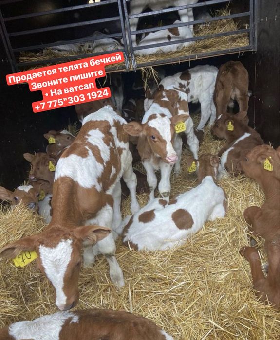 Продам телят , разной породы'::