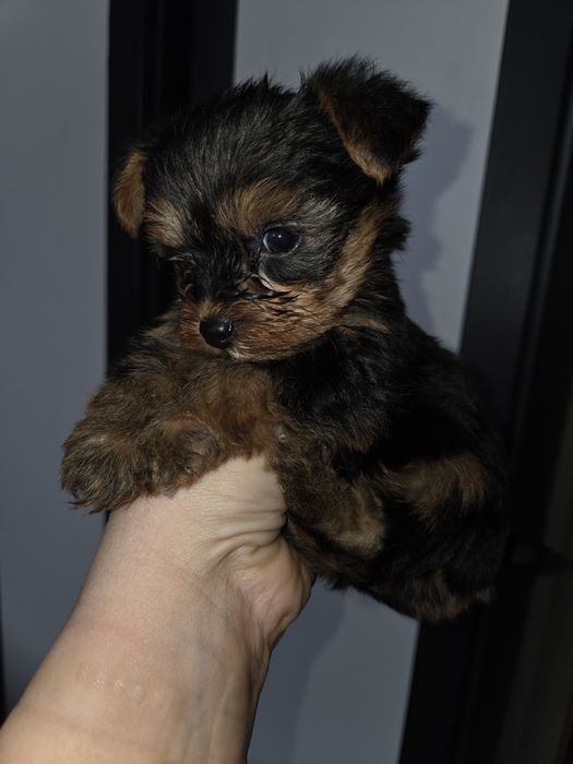 Мини Йорки момчета