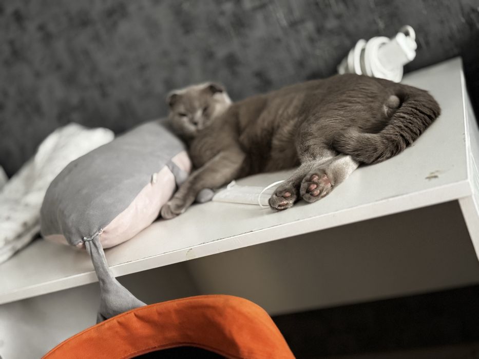 Ищу кошку для вязки с котом