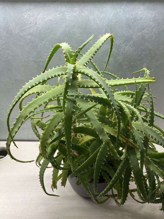 Алоэ вера в пластиковом горшке