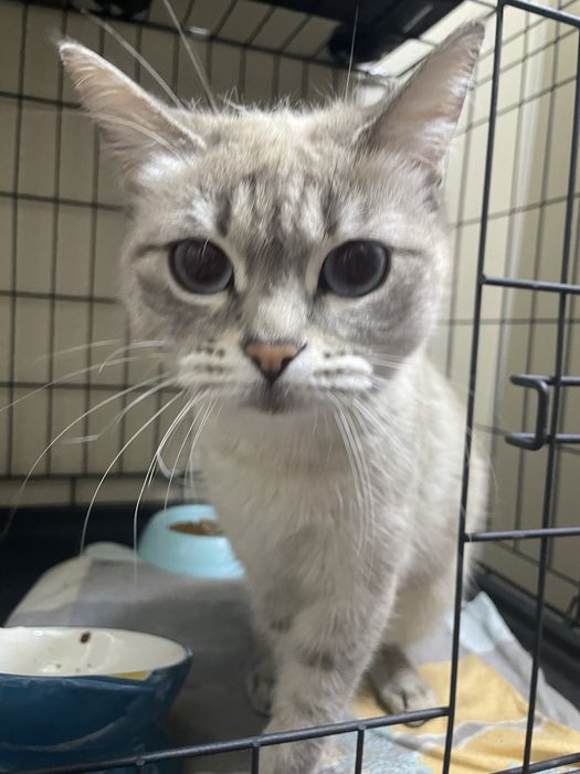 Атсана, пристраивается кошечка!