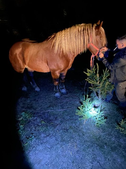 Vând Armăsar 2 ani