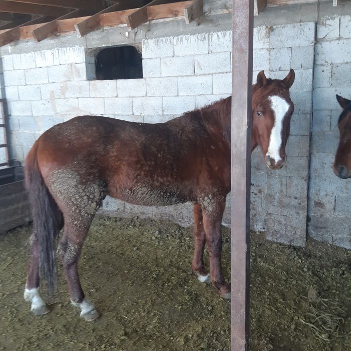 Жылқы 3-4 жасар айғыр и байтал