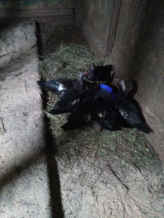 Vând cocoș australop, cocoș moțat,o pereche viandote și 6 rate mute.