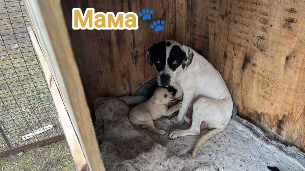 Кучета, които търсят спешно дом