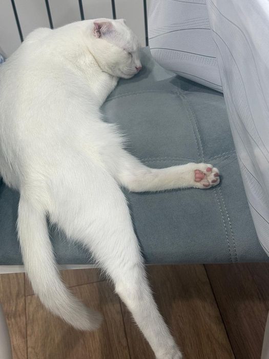 Отдам в хорошые руки