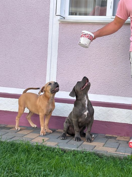 American BULLY XL