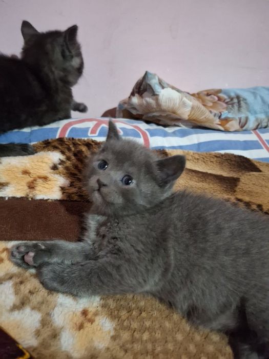 mushuk sotiladi zotli