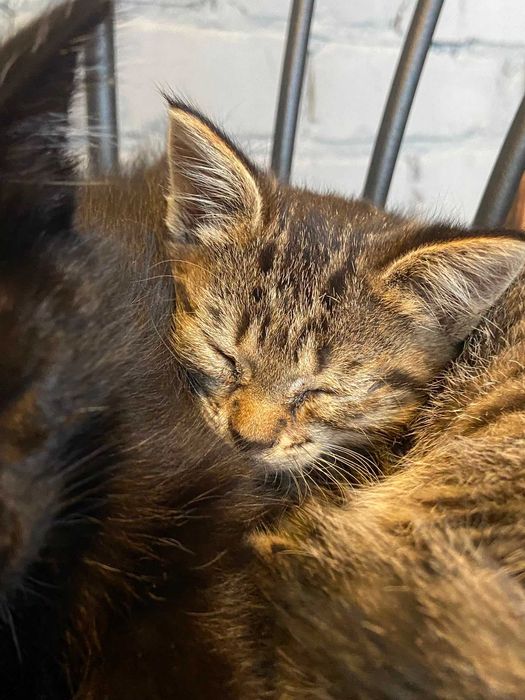 Отдам котят в добрые руки