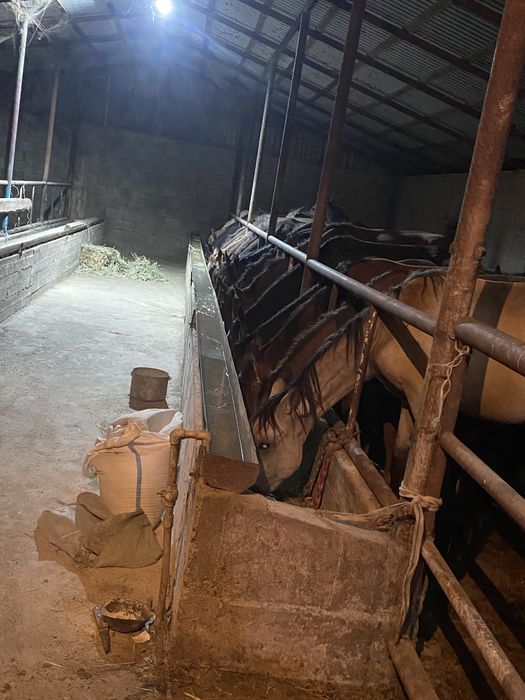 Жылқы сатылады.  Продам лошадь